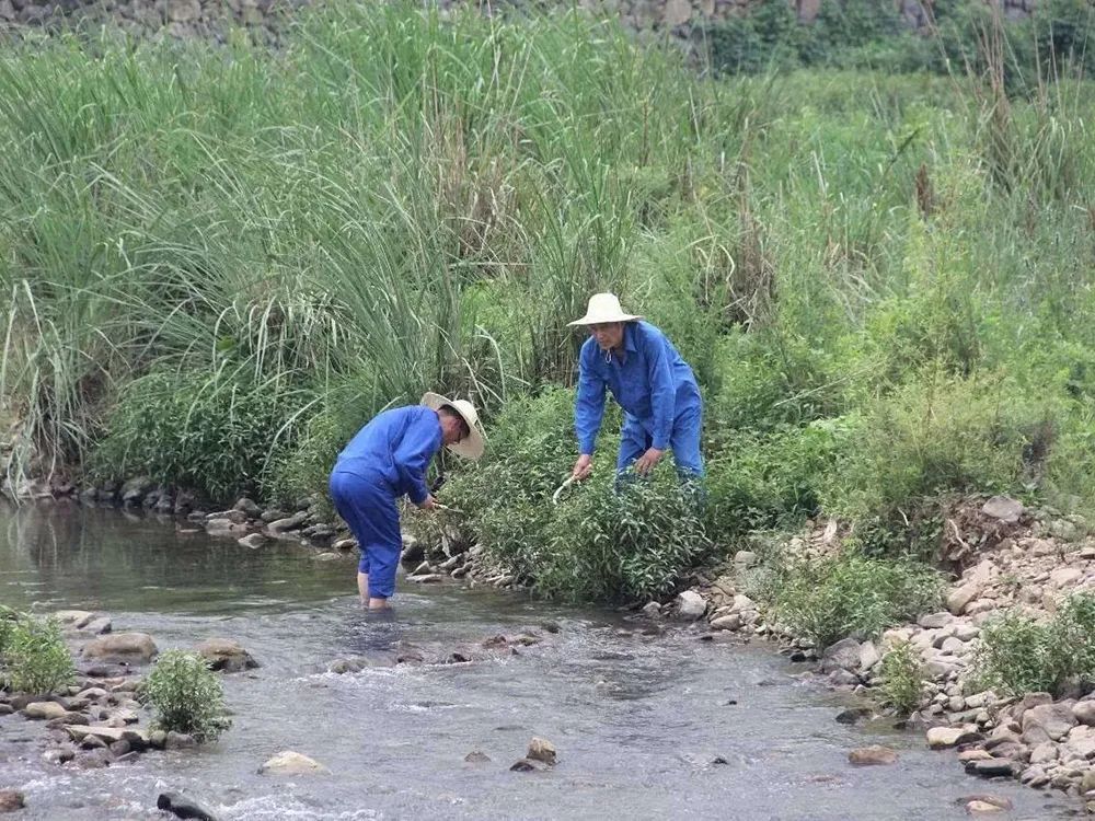 古人在立春之日要食用水蓼