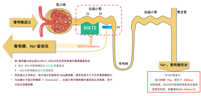 心对话丨名家聚焦心衰新进展探秘sglt2抑制剂心力量