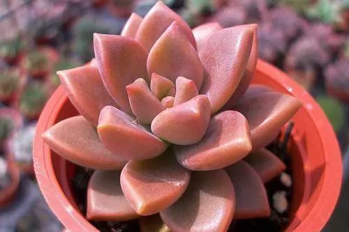 吴小姐想买盆胧月带回家发现是冬美人哭笑不得太难区分了