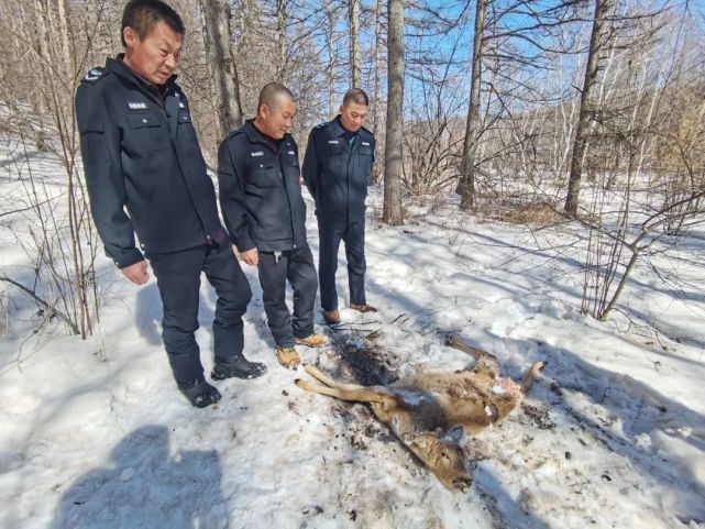 一个已被吃掉半边身体的野生狍子,在它的身边还有很多动物的新鲜粪便