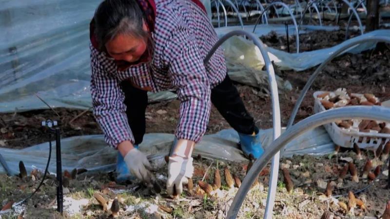 菌柄村人口_绯村剑心真人