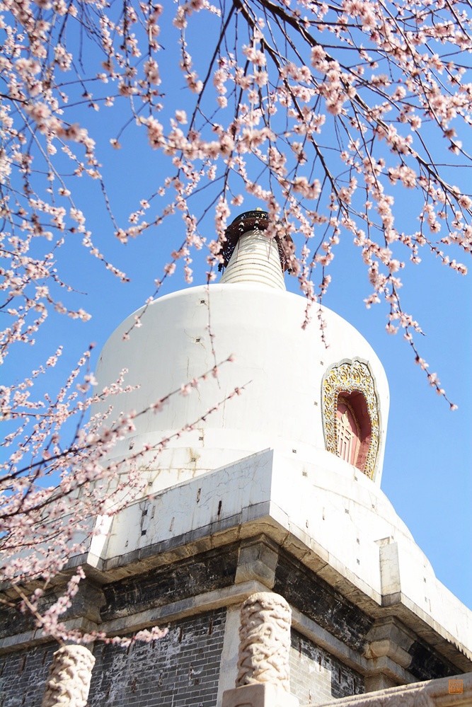 帝都赏花好去处,北海白塔下,看"人面桃花相映红"