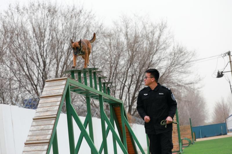 现场直击北京公交警方有五百警犬看看实战训练练什么