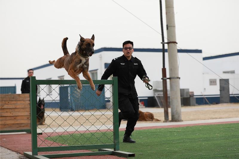 现场直击|北京公交警方有五百警犬,看看实战训练练什么