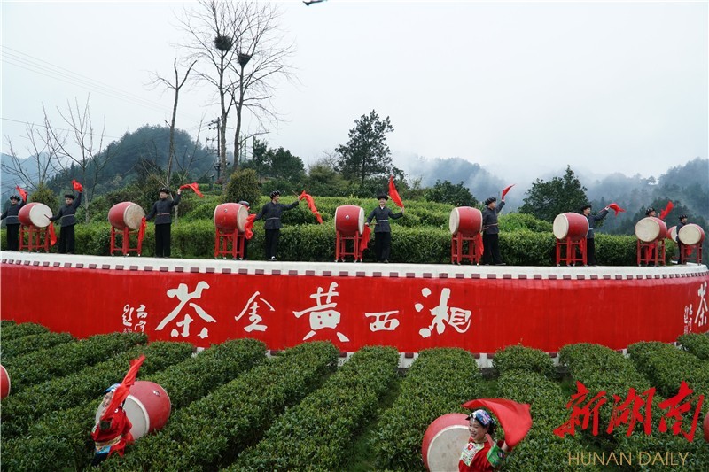 黄金茶香透苗疆中国黄金茶之乡湘西茶叶推介活动现场速写