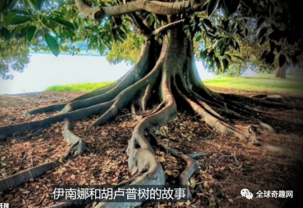 三星堆中出土的上古神话中的青铜神树!人类离长生不老还有多远?
