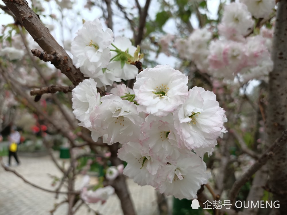 暖春三月,南宁龙门水都樱花绽放,相约一场春日之旅