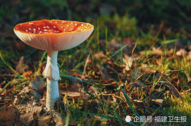 鲜艳的蘑菇都有毒,平平无奇的最安全?误会大了!