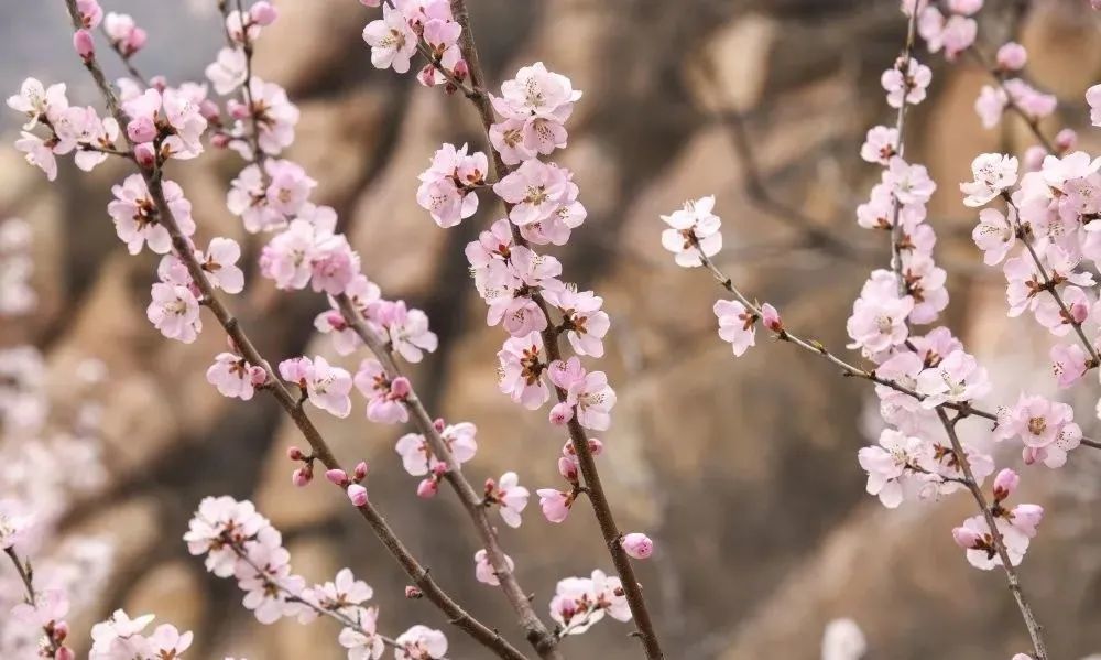 万福梯(天梯)山桃花期早,花分白,红两色,清丽而柔美.