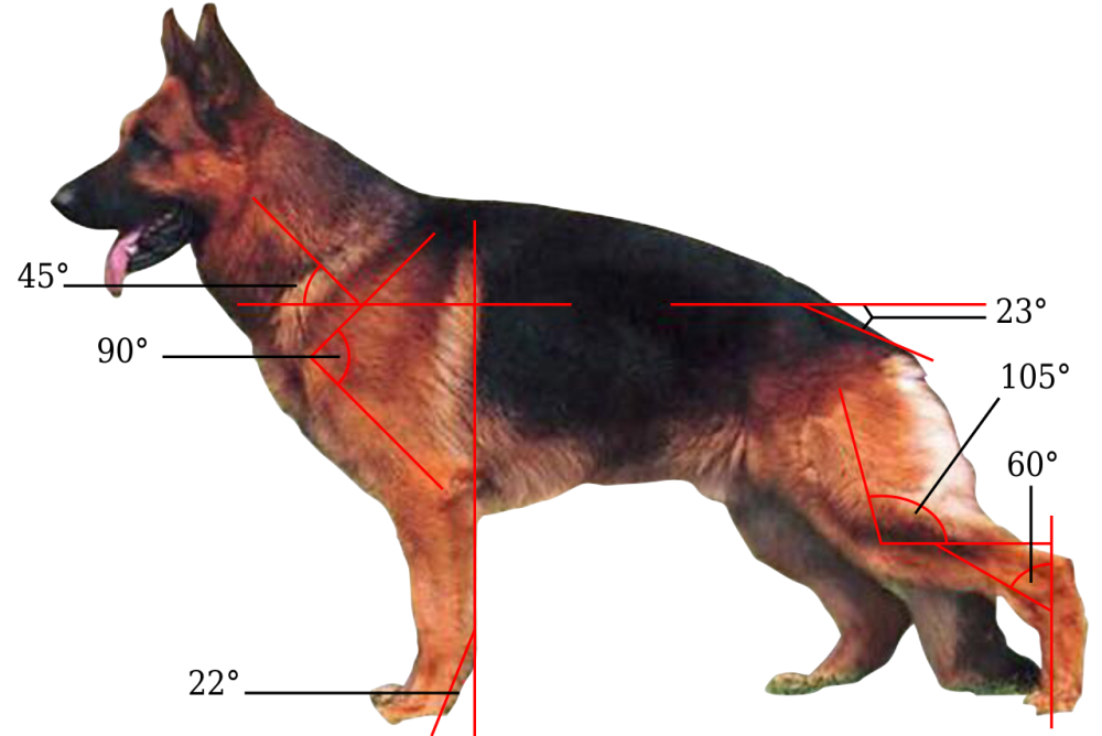 取代德国牧羊犬,成为下一任"犬中之王"?非马犬莫属