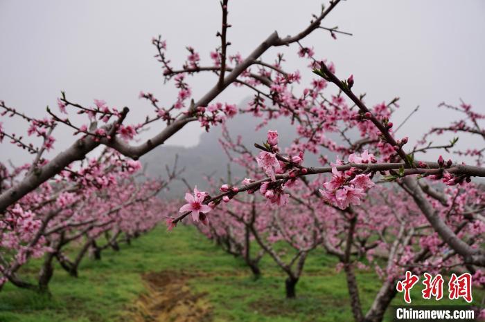 江苏无锡万亩桃林花开正盛 游人拍花"留住"美好春天