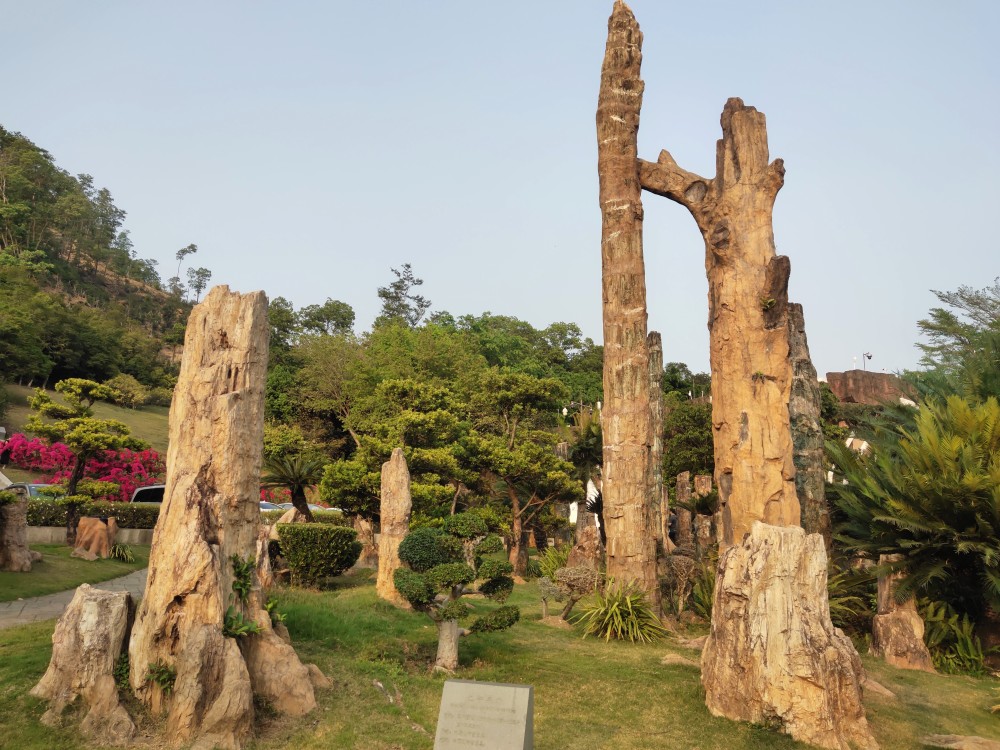 世界上唯一一座大型迁地保存的化石森林-深圳化石森林.