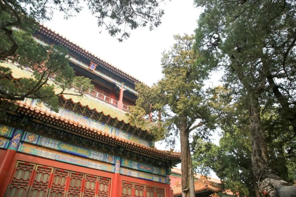 故宫御花园延晖阁和千秋亭前的古柏
