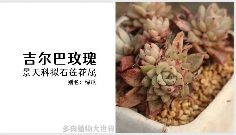 "吉尔巴玫瑰" 景天科拟石莲花属多肉植物,爪系列