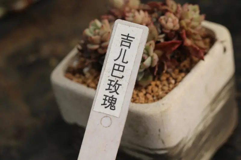 "吉尔巴玫瑰" 景天科拟石莲花属多肉植物,爪系列