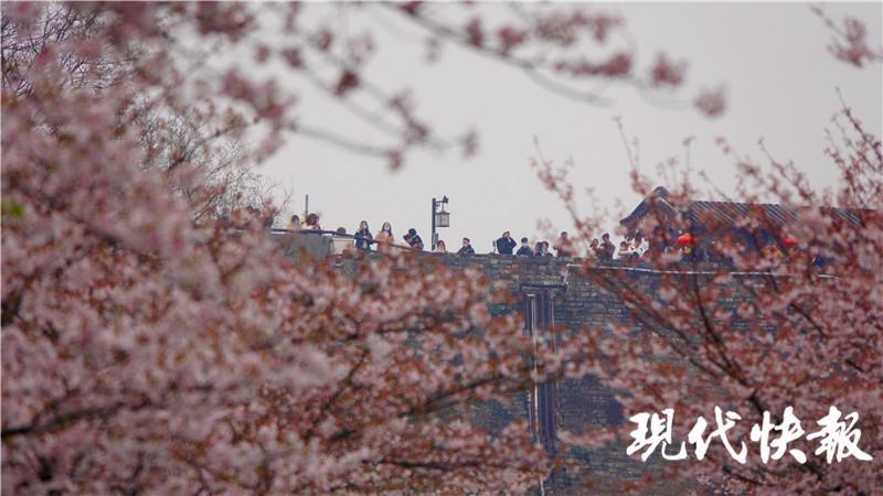 图集丨春分时节,南京鸡鸣寺路樱花盛放,迎来赏樱人潮
