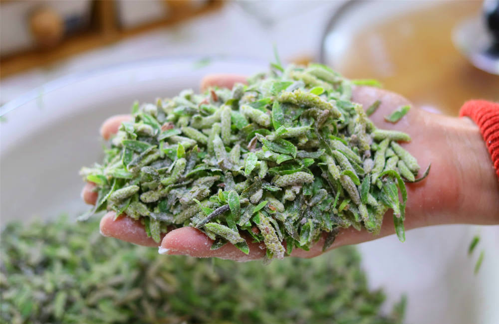 春天"柳芽"是个宝,路边摘一筐,春季吃几次,很多人不知有啥用_腾讯新闻