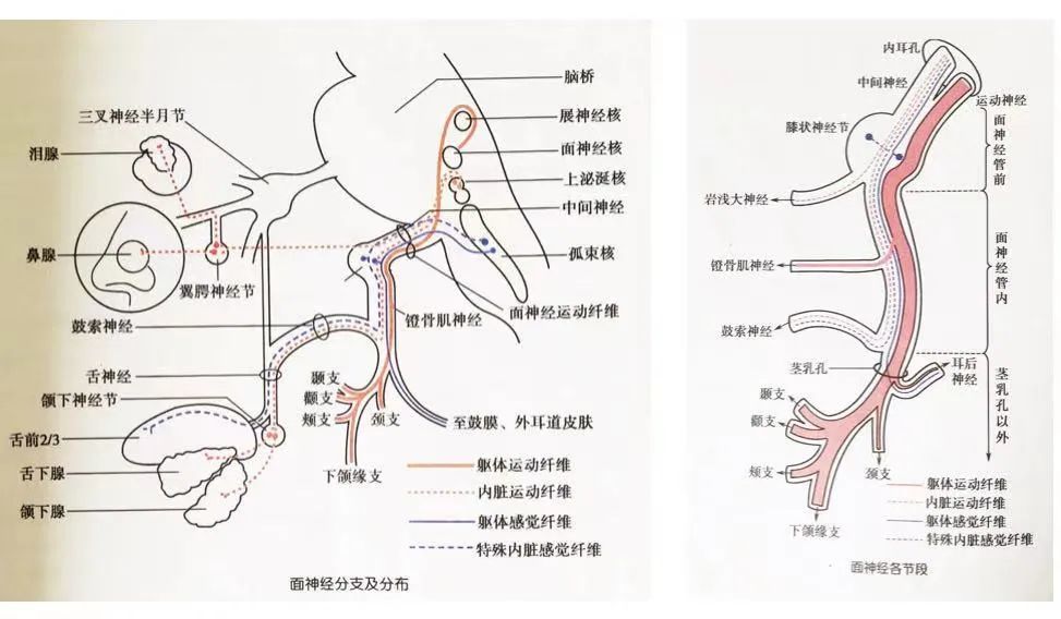 面神经的解剖生理