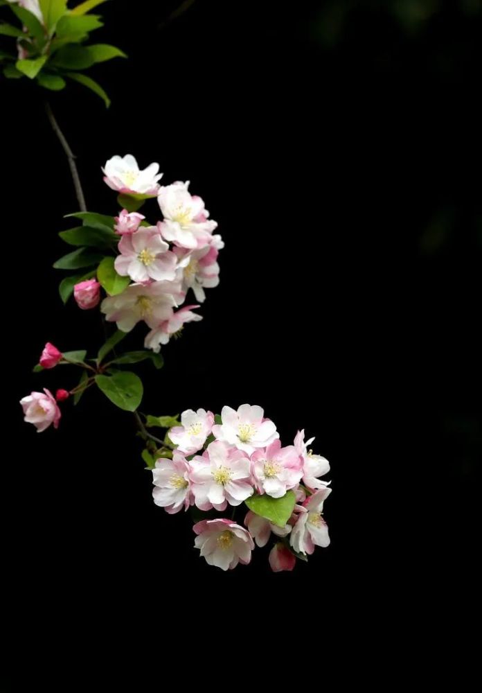 花卉摄影:海棠花