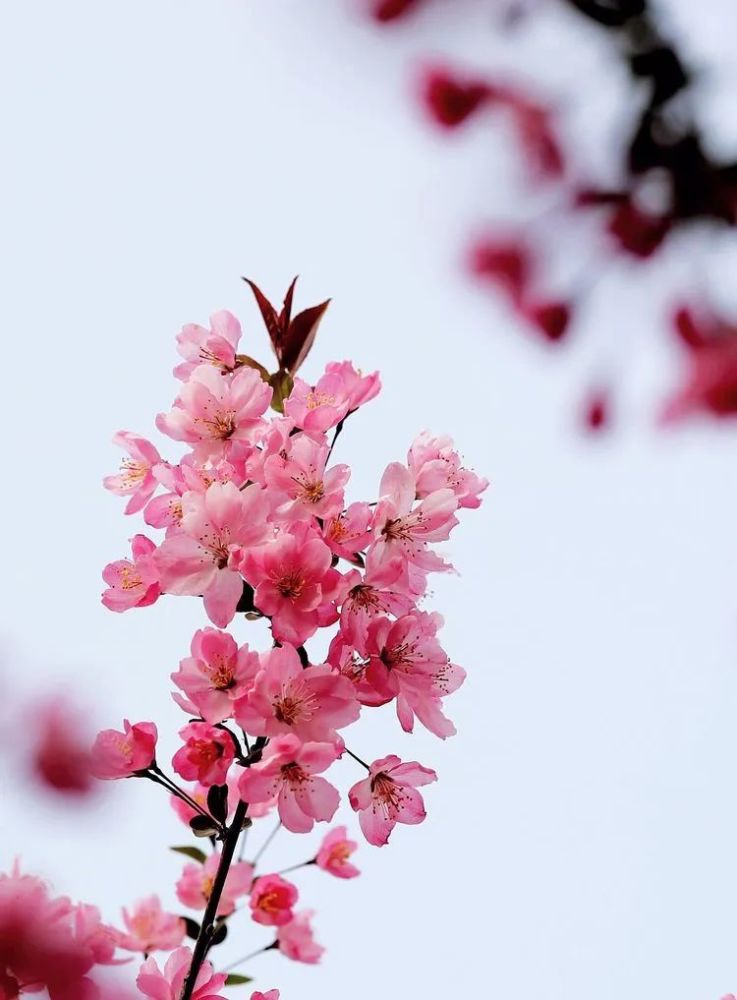 花卉摄影:海棠花