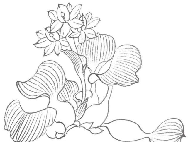 自由漂浮植物——凤眼莲,俗称水葫芦.