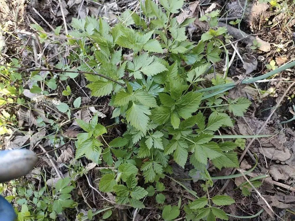 这野菜山里一摘一大把,味道清香似芹菜,3月就可以摘了