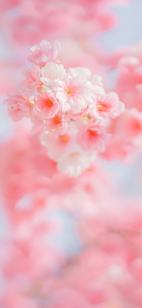 花海系列壁纸|春暖花开