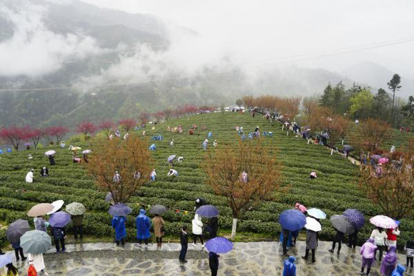 当日,2021陕西安康紫阳富硒茶开园仪式在紫阳县向阳镇举行,紫阳县25万