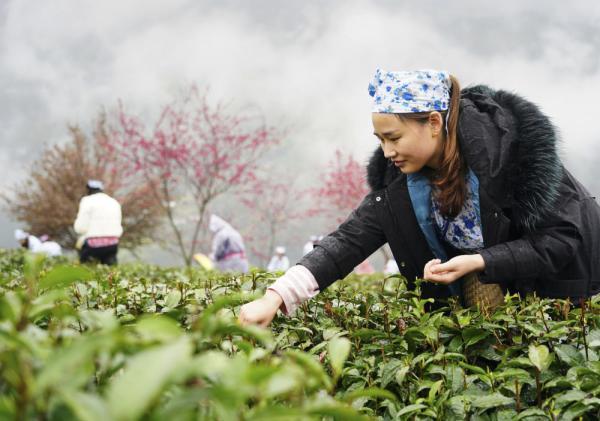 3月20日,采茶姑娘在紫阳县向阳镇富硒茶观光园采茶.