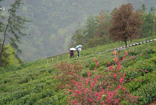 3月20日,游客在紫阳县向阳镇富硒茶观光园游览.