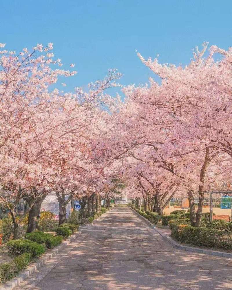 关于樱花的浪漫句子