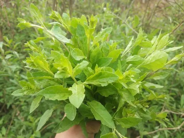 每年春天,我都会用它炒鸡蛋,比荠菜嫩,比香椿香,近视