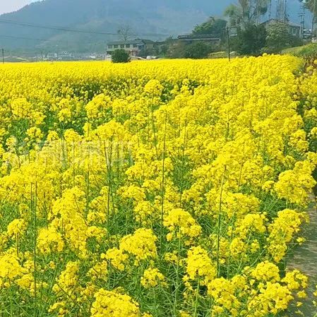 你缺春天一个约会!内江2万余亩油菜花,待你赴约