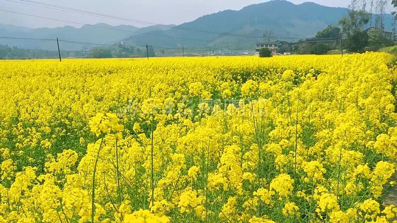 你缺春天一个约会!内江2万余亩油菜花,待你赴约