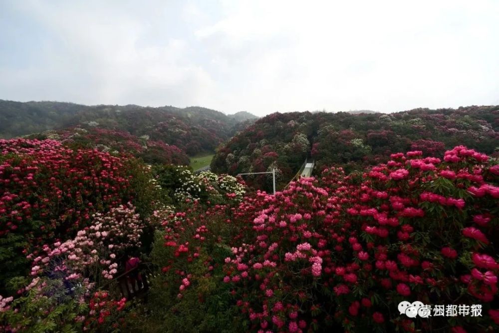 花季期间,百里杜鹃(普底,金坡,杜鹃花王,戛木)景区每日最大承载量为24