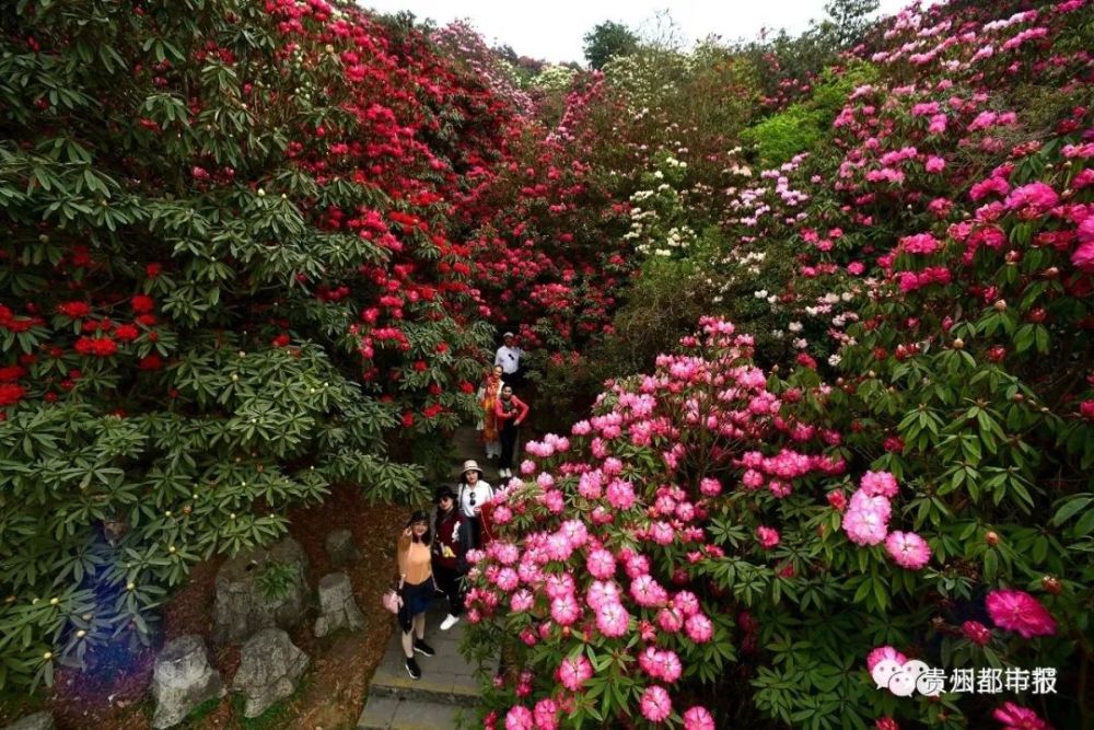 花季期间,百里杜鹃(普底,金坡,杜鹃花王,戛木)景区每日最大承载量为24