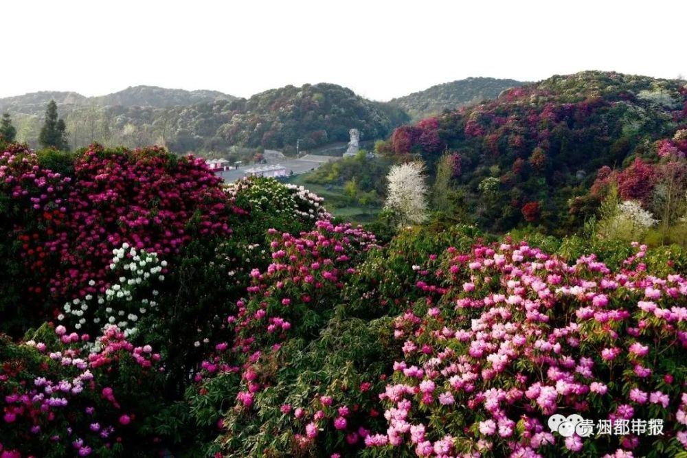 花季期间,百里杜鹃(普底,金坡,杜鹃花王,戛木)景区每日最大承载量为24