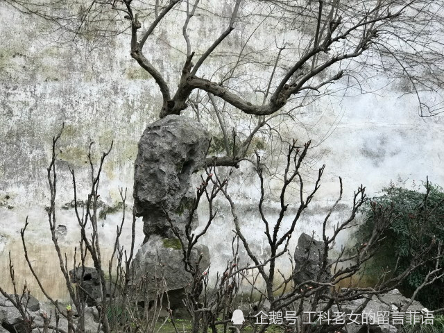 在粉墙前的奇石,枯树,很有水墨画的效果