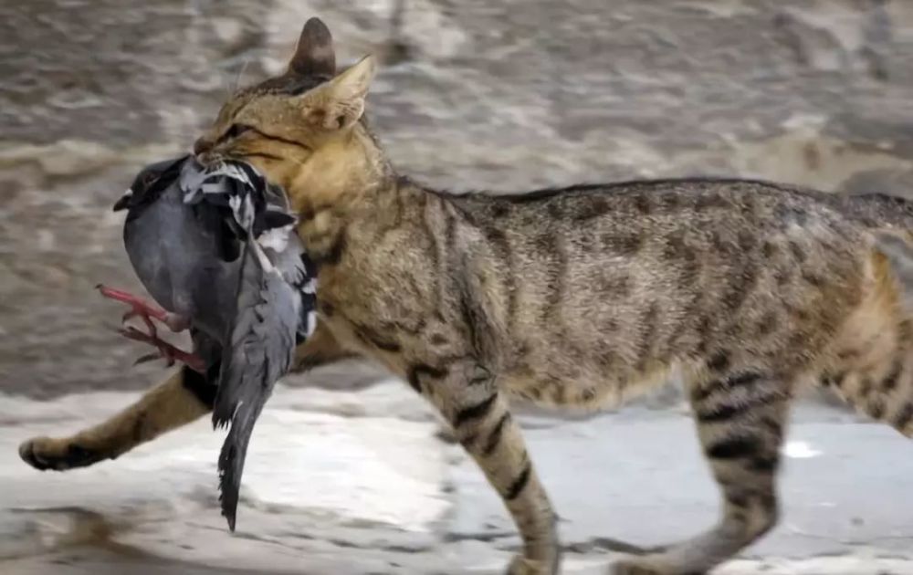澳大利亚的野猫之患:每天吃掉100万只飞鸟,养猫人竟成绊脚石