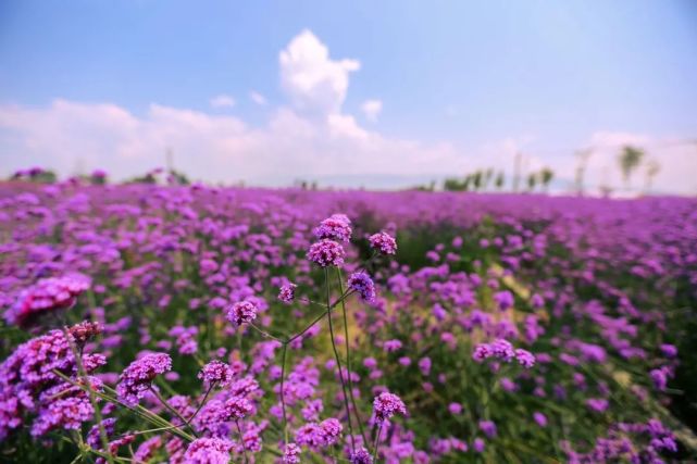 美爆!植物园,三十岗,四季花海……合肥春季赏花地图来啦!