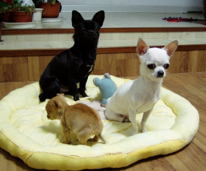 盘点最凶猛的5种小型犬,我家吉娃娃犬上榜,你家的呢?