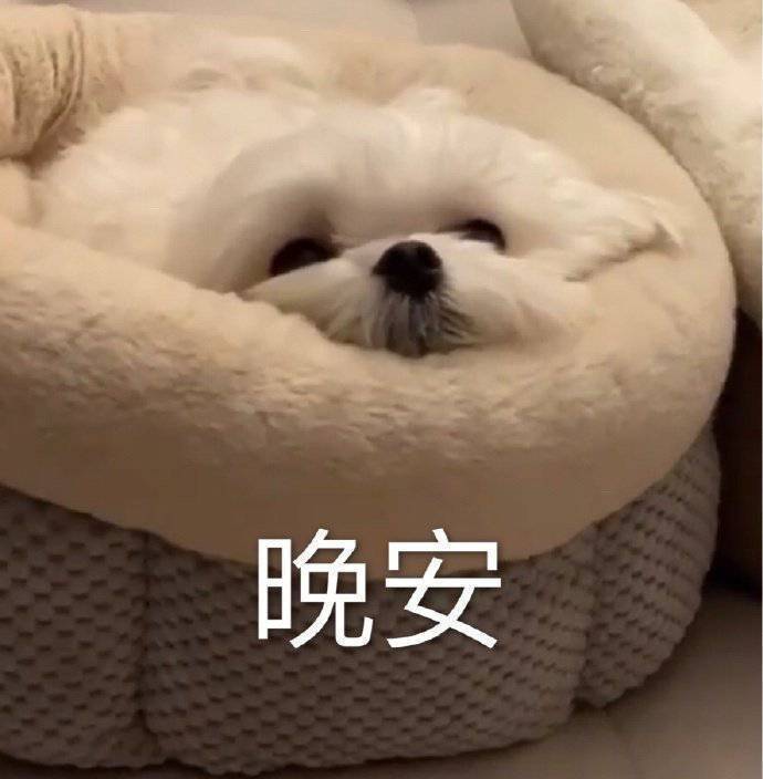 可爱又治愈的晚安文案合集