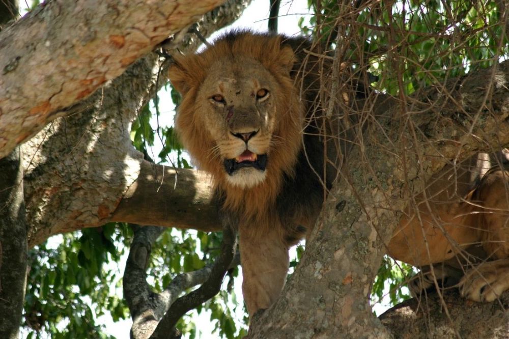 报复性毒杀?乌干达发现6只"爬树狮"尸体,周围有8只死亡秃鹫