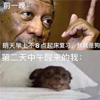 表情包:满脑子都是学习的表情