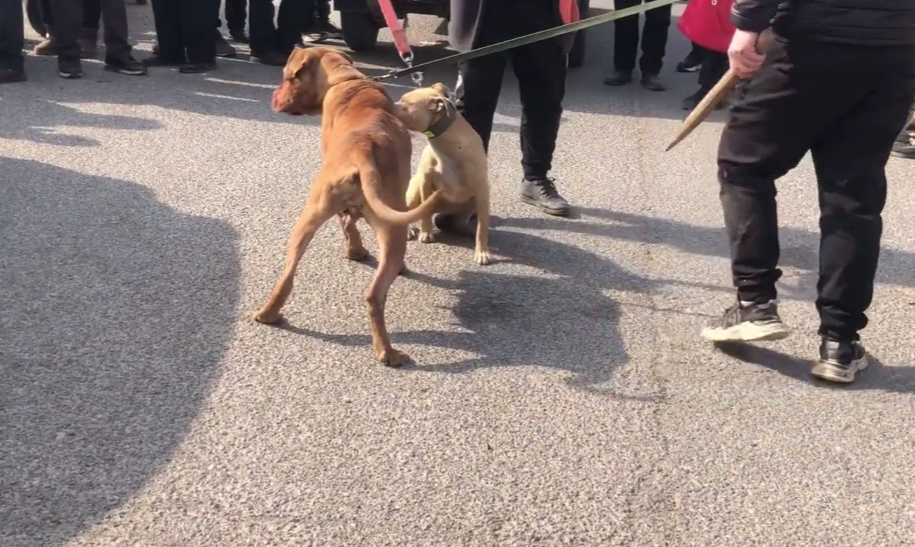 土狗对比特犬做出防卫姿态