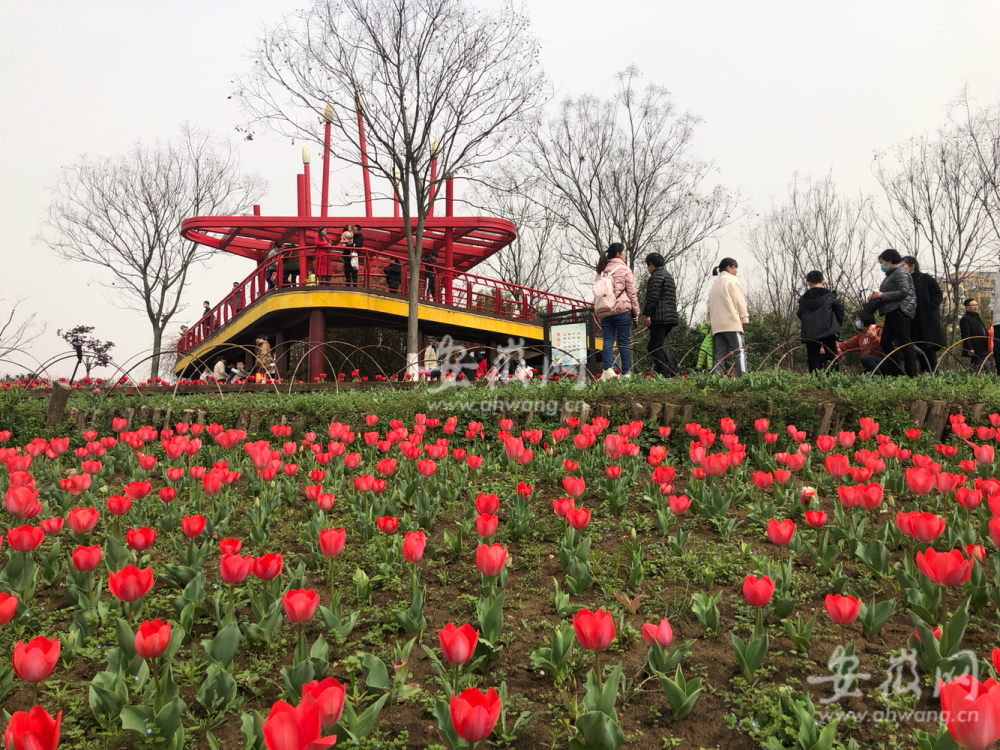 春游江淮请您来|阳春三月好风光!合肥四季花海里赏春