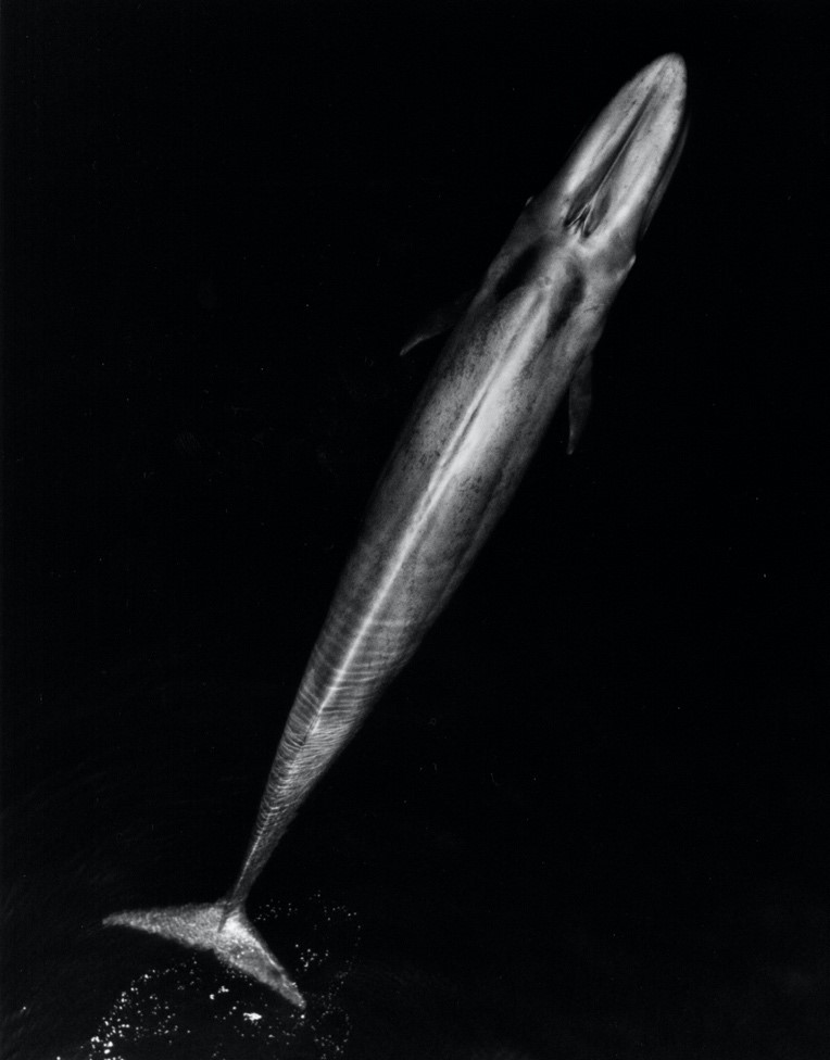 蓝鲸(alaenoptera musculus)