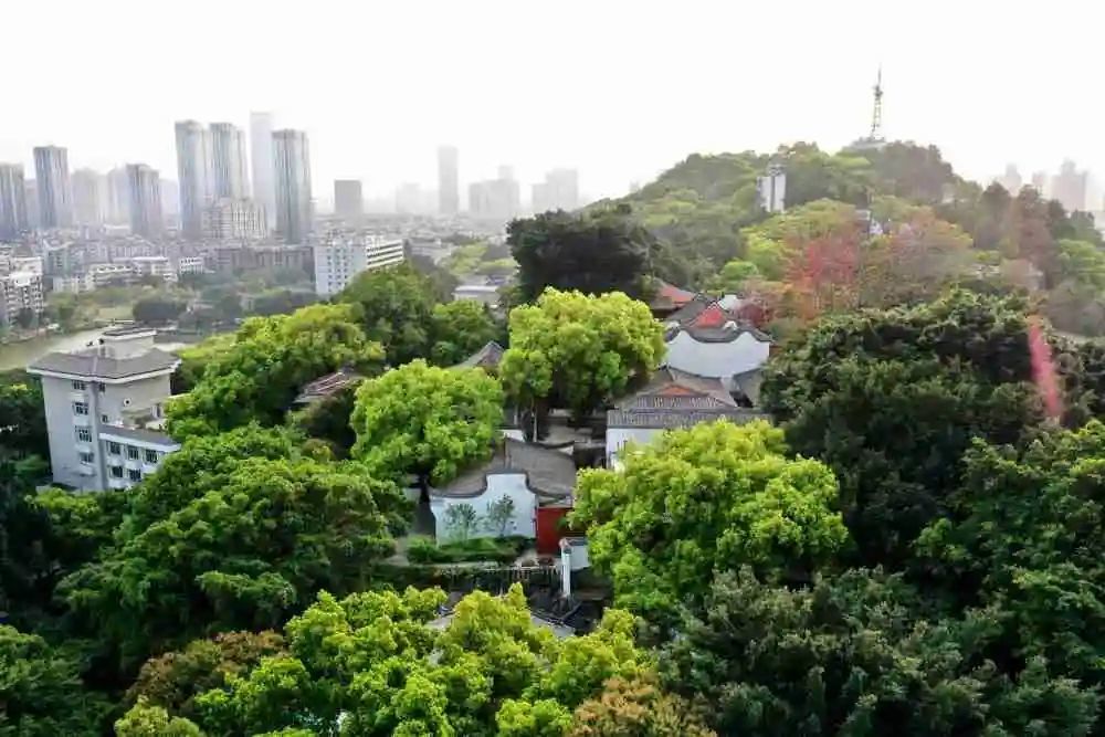 3月17日,福州乌山历史风貌区林木茂盛(无人机照片)