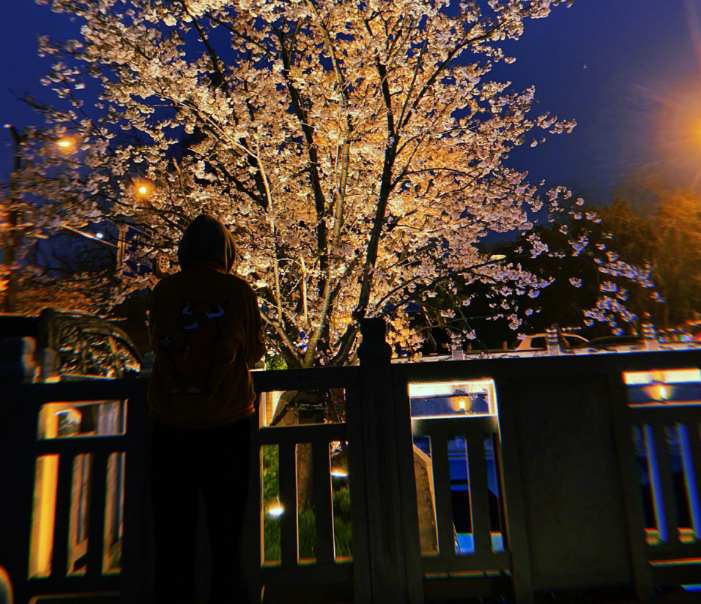 关晓彤深夜晒背影照,独自站在樱花树下,看着路过的情侣一脸向往