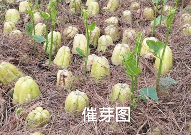 如何在家中空地栽培佛手瓜呢?一次种植,够吃几年